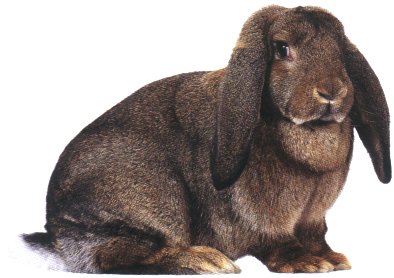 French Lop